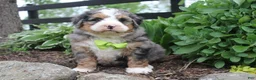Bernedoodle dogs for sale: Parker - Ad 1
