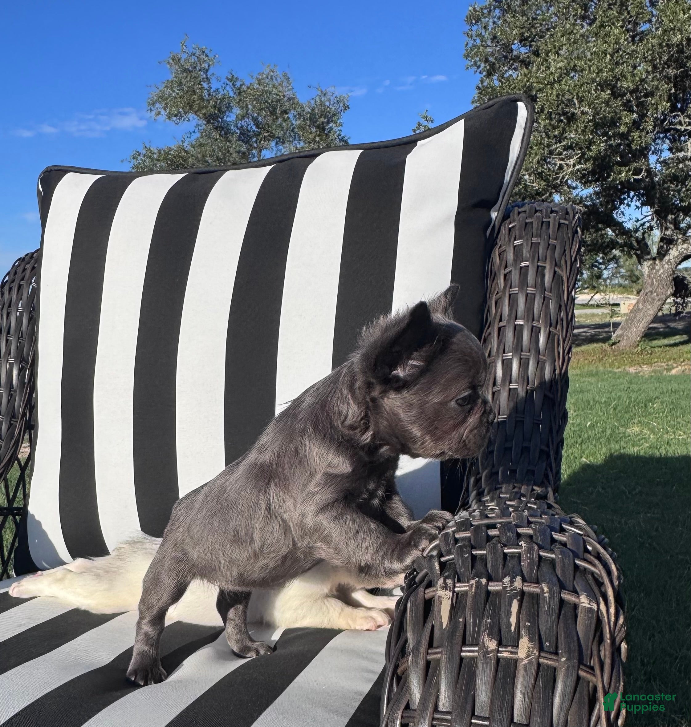 French Bulldog dogs for sale: French Bulldog 5 - Ad 2