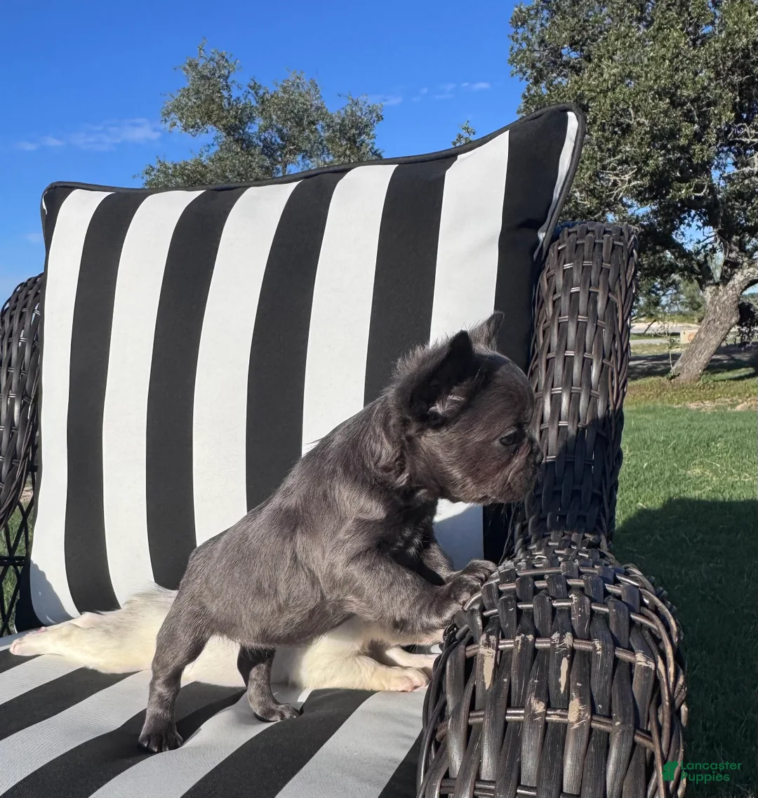 French Bulldog dogs for sale: French Bulldog 5 - Ad 2
