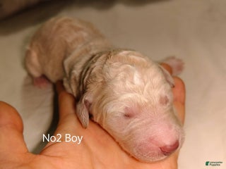 Standard Poodle dogs Standard Poodle Puppy 2 - Ad 12