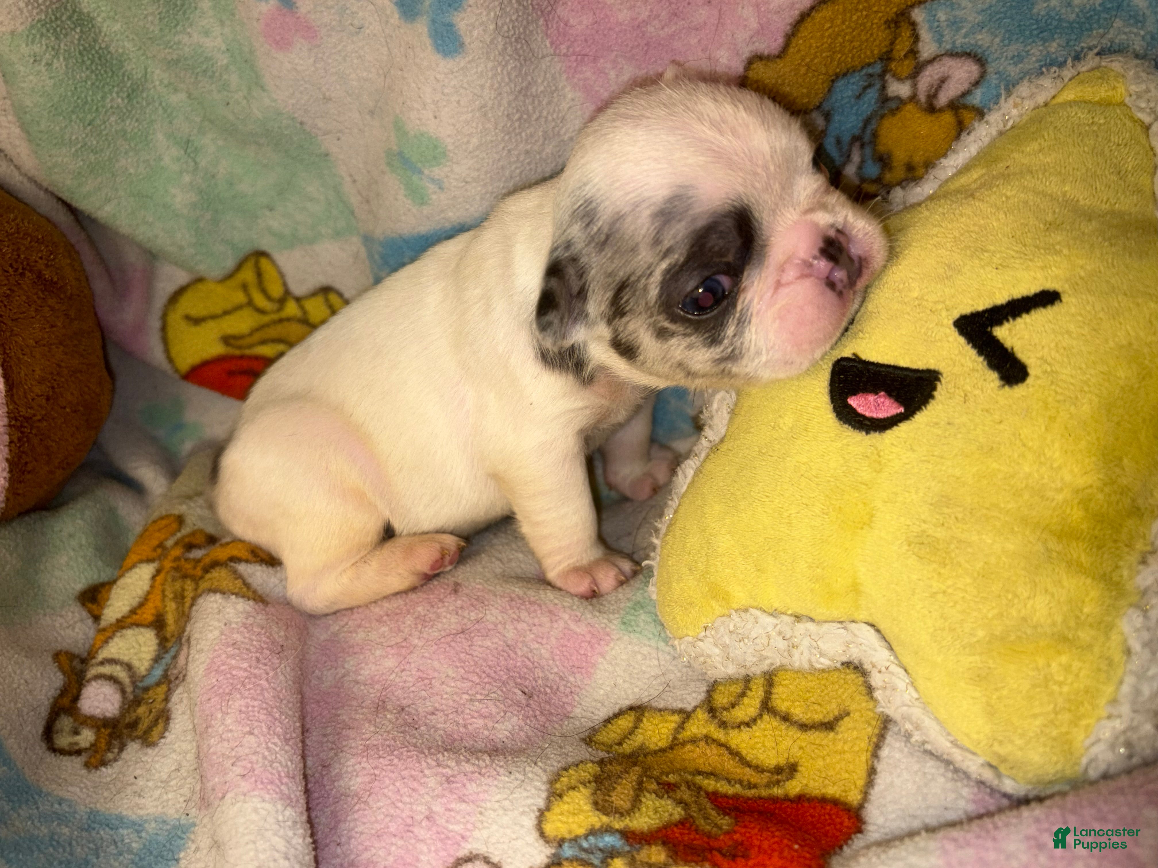 French Bulldog dogs for sale:  GHOST pied Merle! - Ad 3