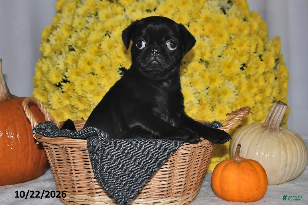 Pug dogs for sale: Shelly - Ad 2