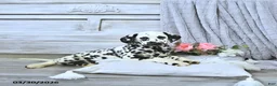 Dalmatian dogs for sale: Jewel - Ad 3