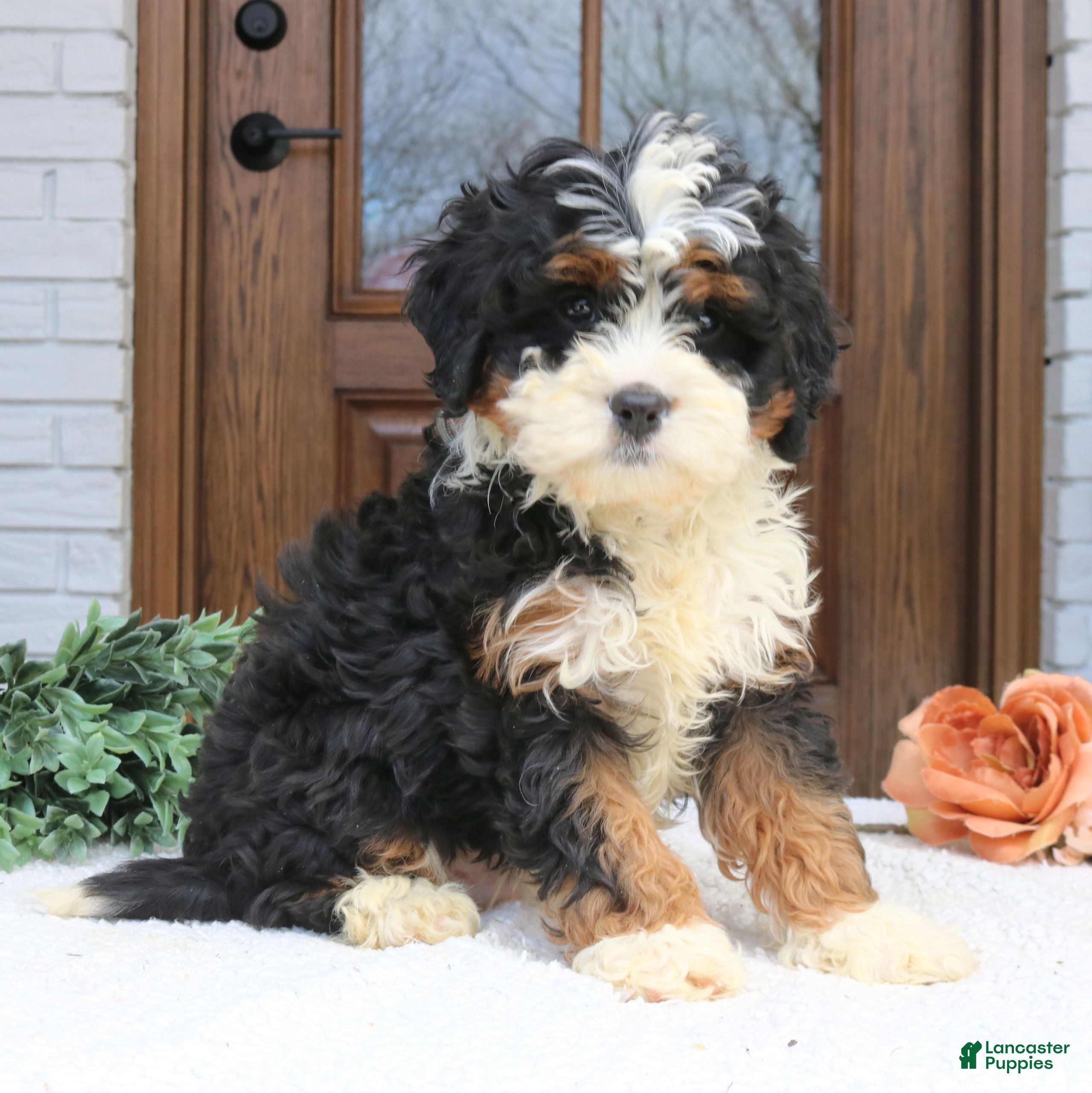 Cavapoo dogs Newton  - Ad 2