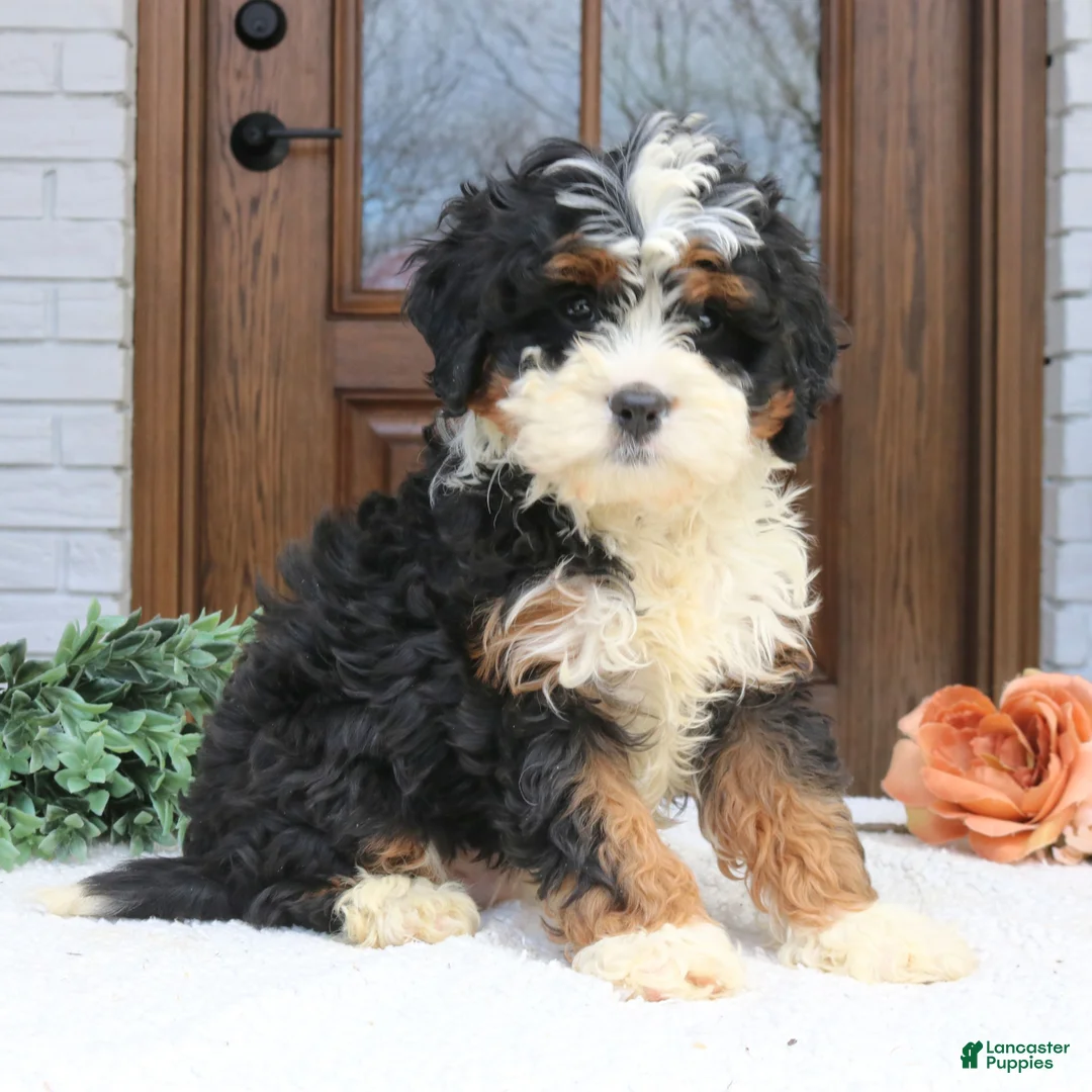 Cavapoo dogs for sale: Newton  - Ad 2