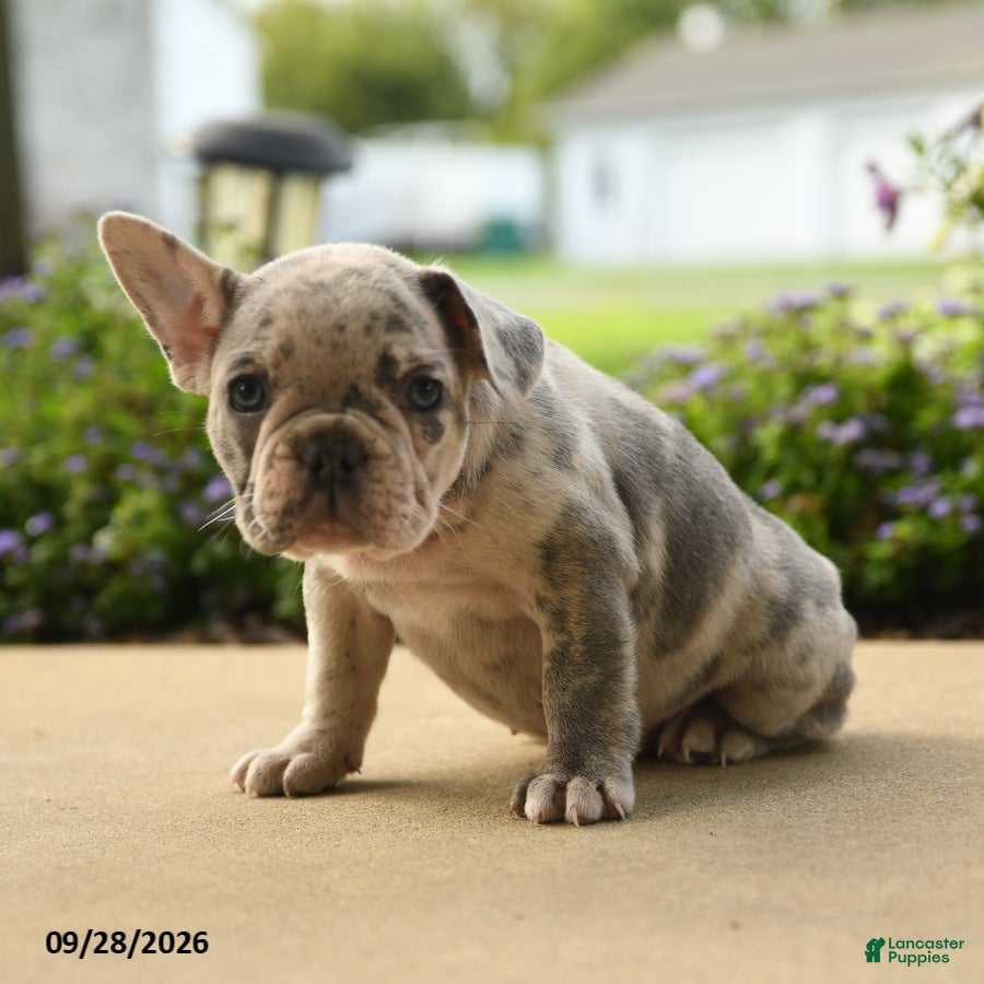 French Bulldog dogs Poppy - Ad 2