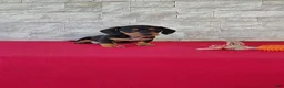 Miniature Dachshund dogs for sale: Bethany - Ad 4
