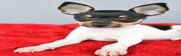 Toy Fox Terrier dogs for sale: Buster  - Ad 6
