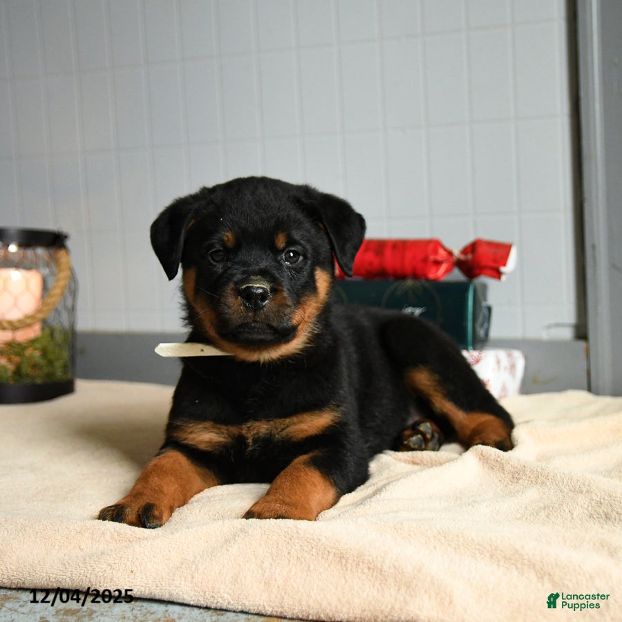 Rottweiler dogs Hershey - Ad 22