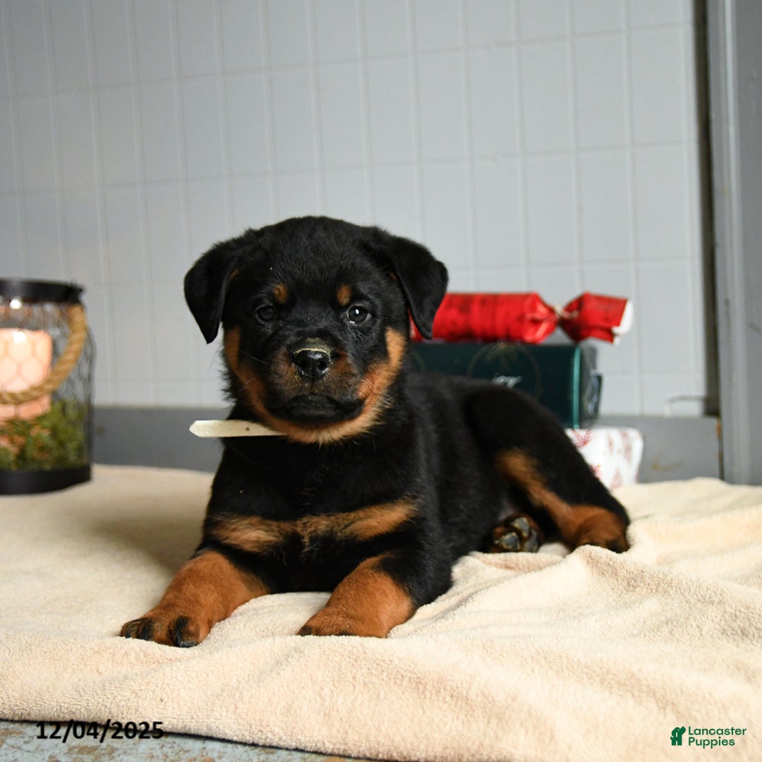 Rottweiler dogs for sale: Hershey - Ad 1