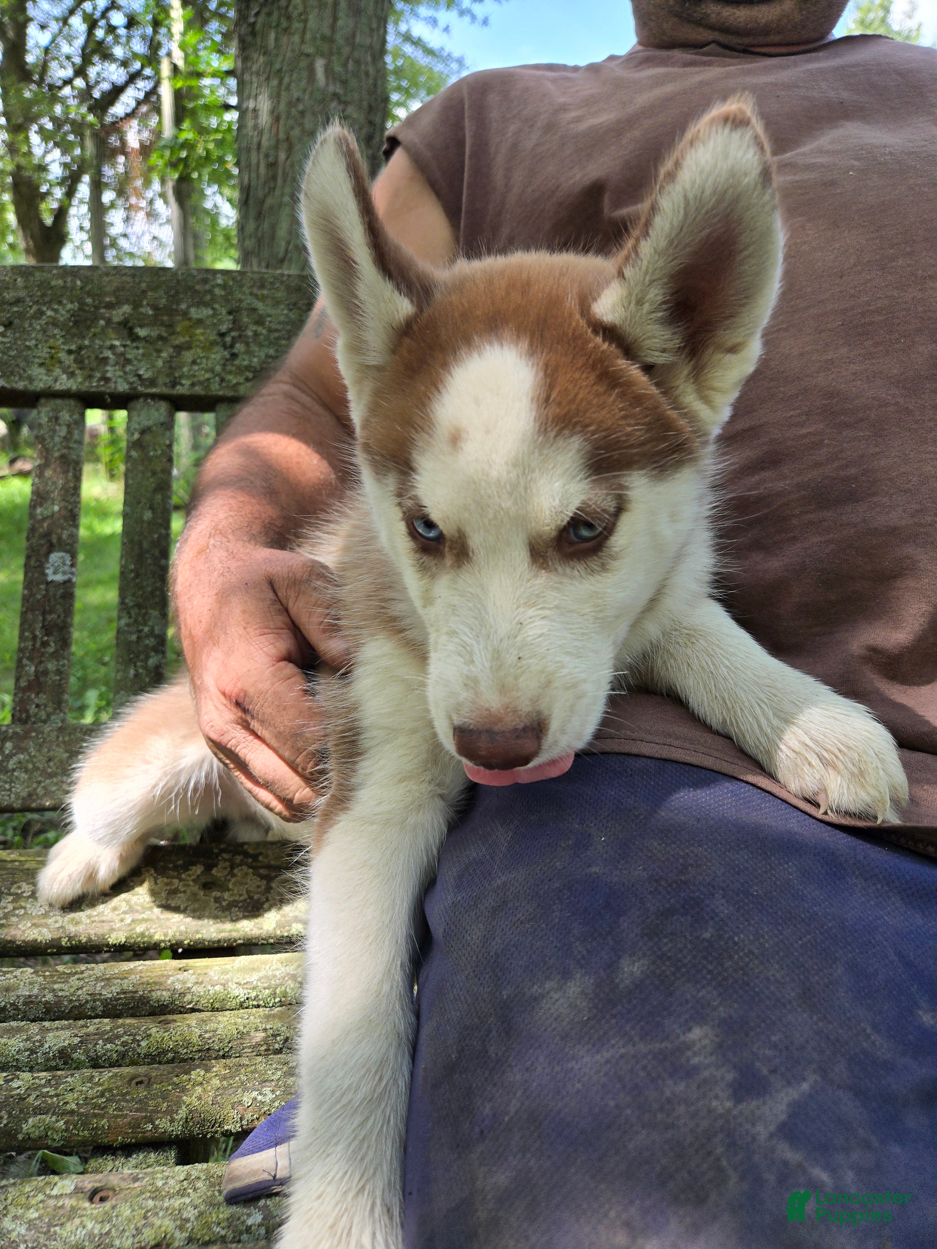 Siberian Husky dogs Wally - Ad 2