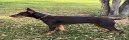 Doberman Pinscher dogs for sale: Diesel - Ad 12