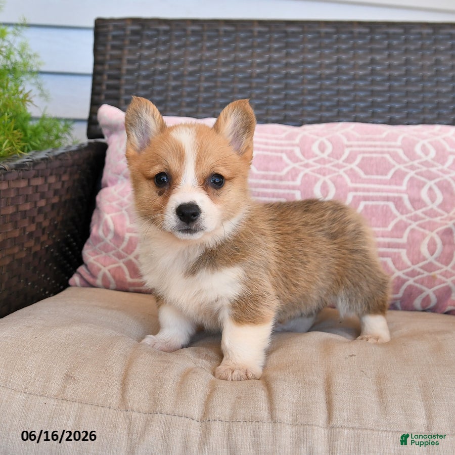 Welsh Corgi Pembroke dogs Muffin - Ad 2
