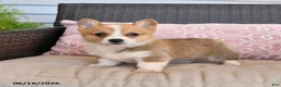 Welsh Corgi Pembroke dogs for sale: Muffin - Ad 2
