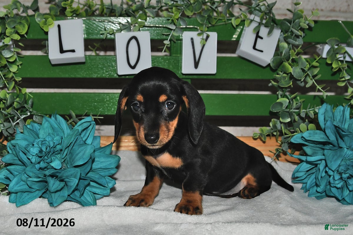 Miniature Dachshund dogs Jenny - Ad 2