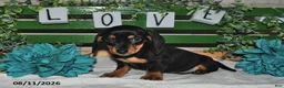 Miniature Dachshund dogs for sale: Jenny - Ad 3