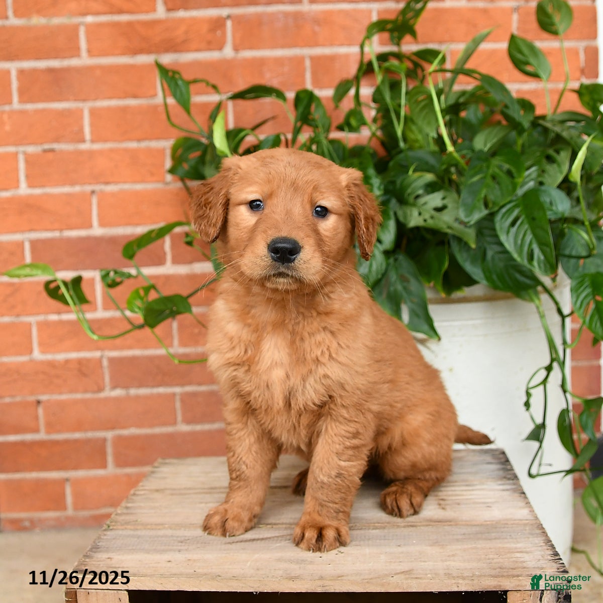 Golden Retriever dogs Georgia - Ad 14