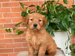 Golden Retriever dogs Georgia - Ad 40
