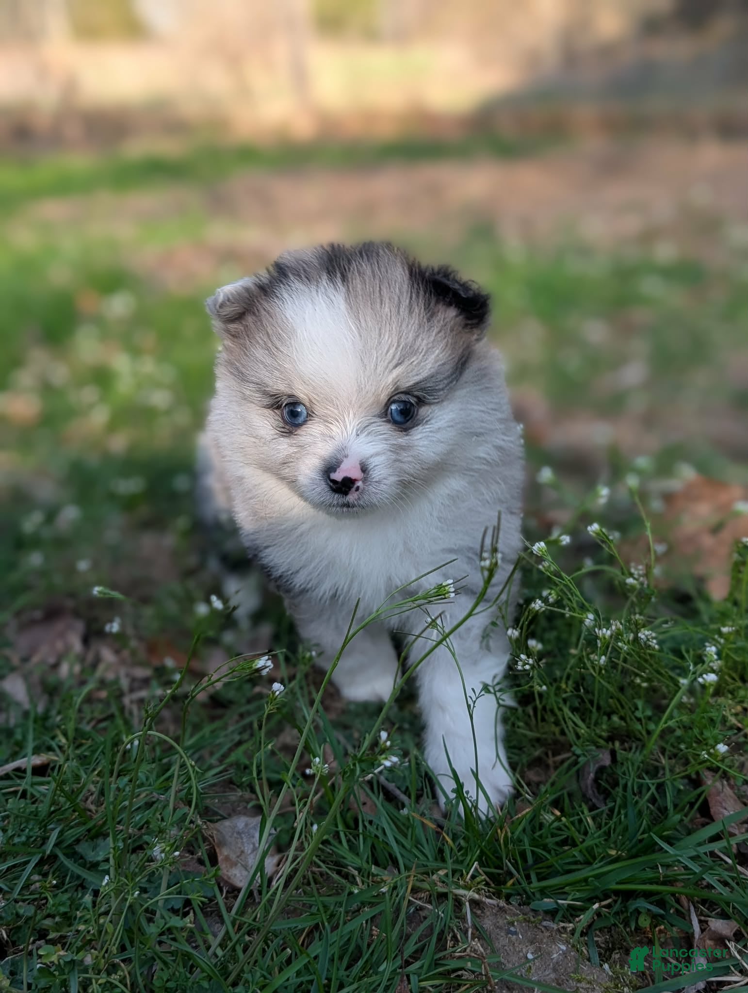 Pomeranian dogs Smoke - Ad 1