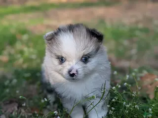 Pomeranian dogs for sale: Smoke - Ad 4