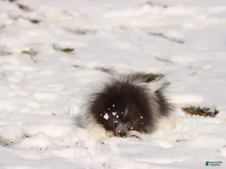 Pomeranian dogs Sir Plushy - Ad 42