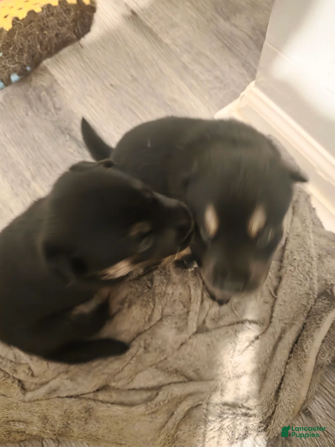Pitsky dogs for sale: Pitsky 2 - Ad 2
