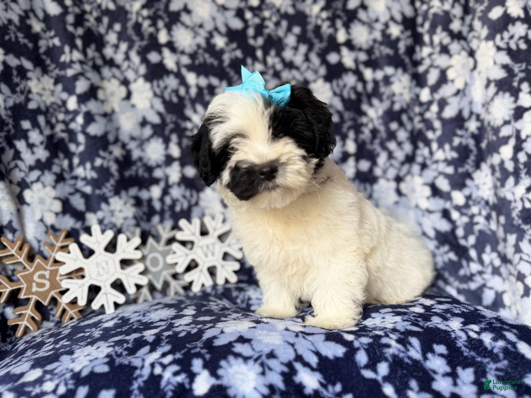 Yorkiepoo dogs for sale: Jolly - Ad 1