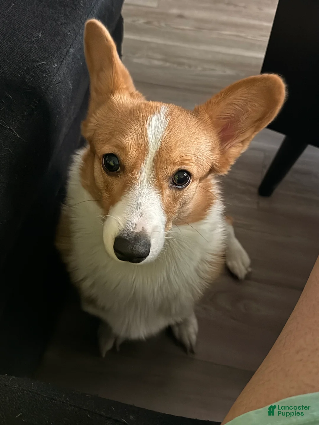 Welsh Corgi Pembroke dogs for sale: Welsh Corgi Pembroke Puppy 1 - Ad 2