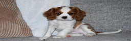 Cavalier King Charles Spaniel dogs for sale: Mack - Ad 2