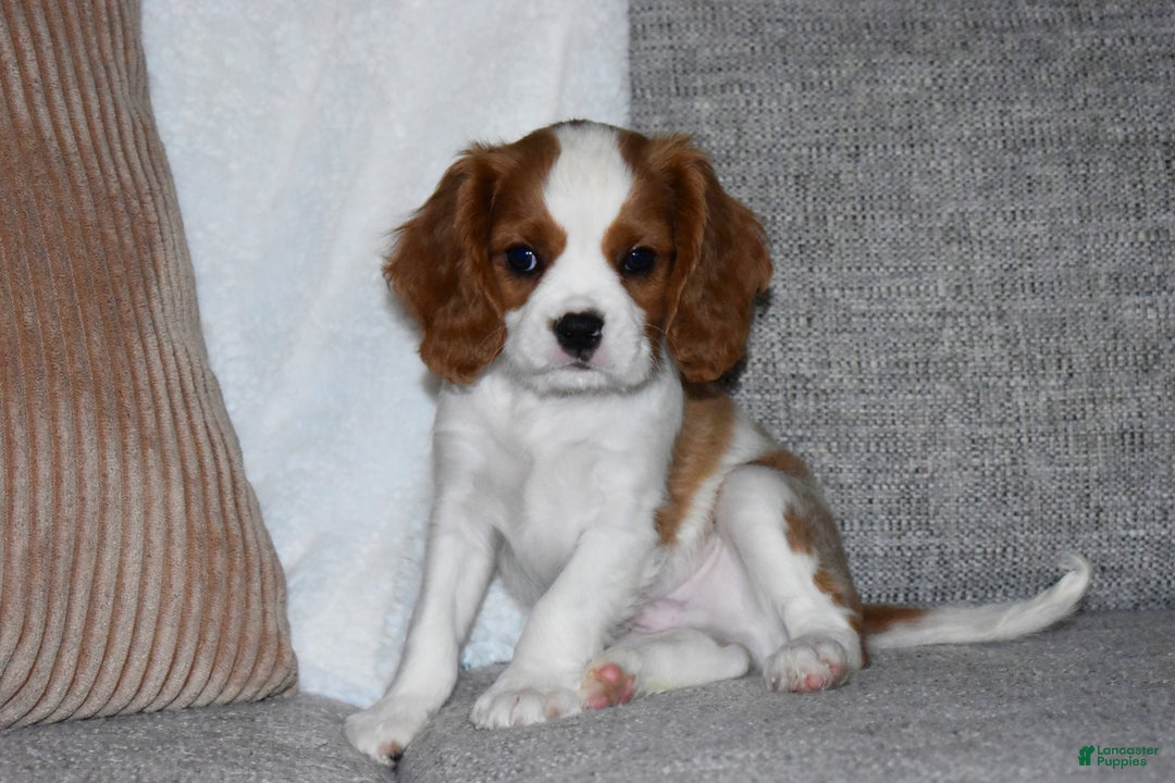 Cavalier King Charles Spaniel dogs for sale: Mack - Ad 2