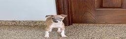 Italian Greyhound dogs for sale: Gerald - Ad 7