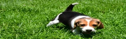 Beagle dogs for sale: Betty - Ad 9