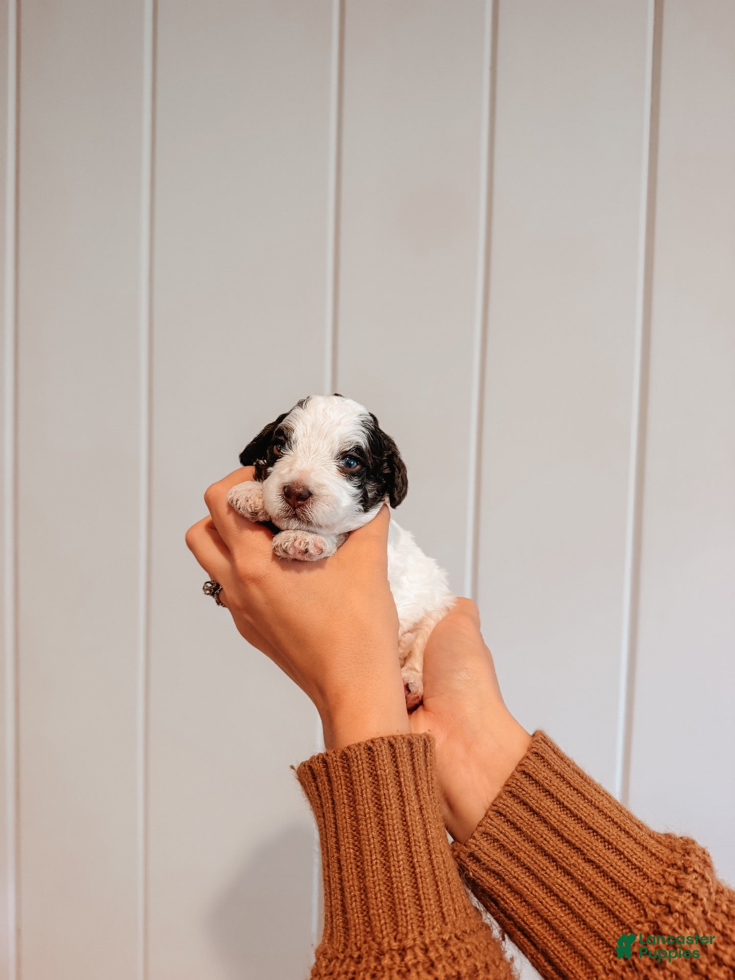 Mini Aussiedoodle dogs for sale: Smokey - Ad 2