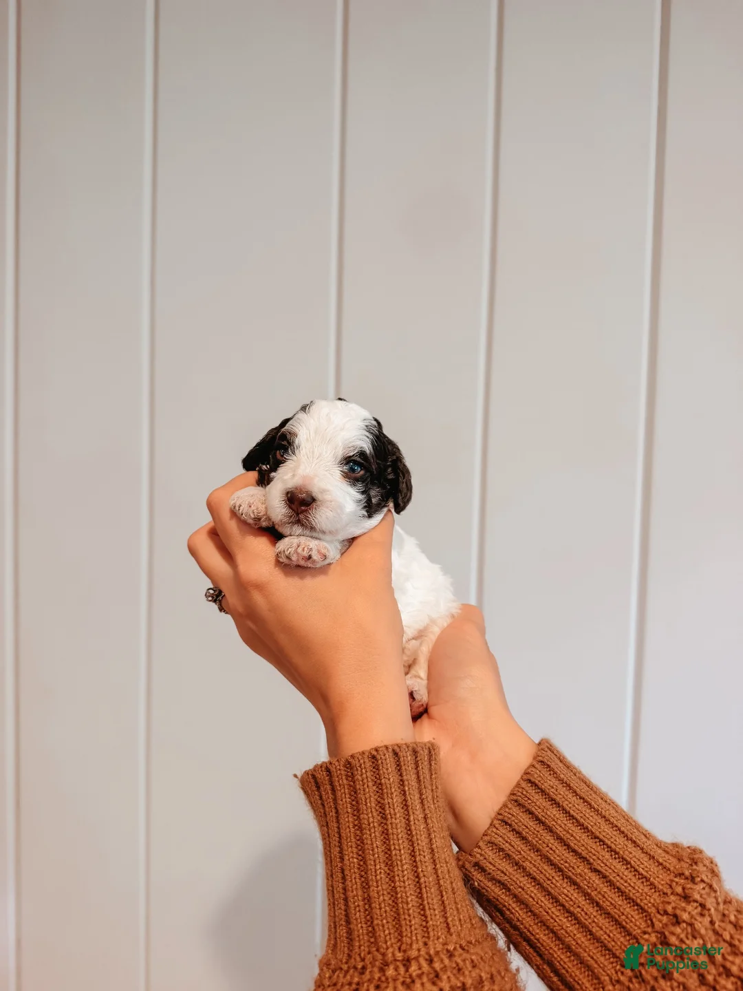 Mini Aussiedoodle dogs for sale: Smokey - Ad 2