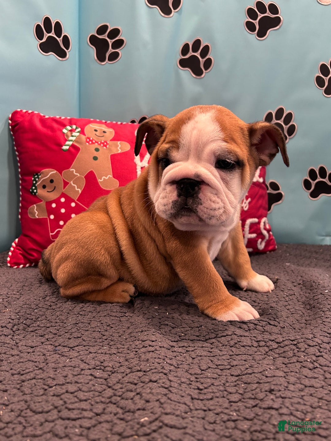 English Bulldog dogs for sale: NATASHA - Ad 8