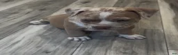 American Bully dogs for sale: Rocky - Ad 2
