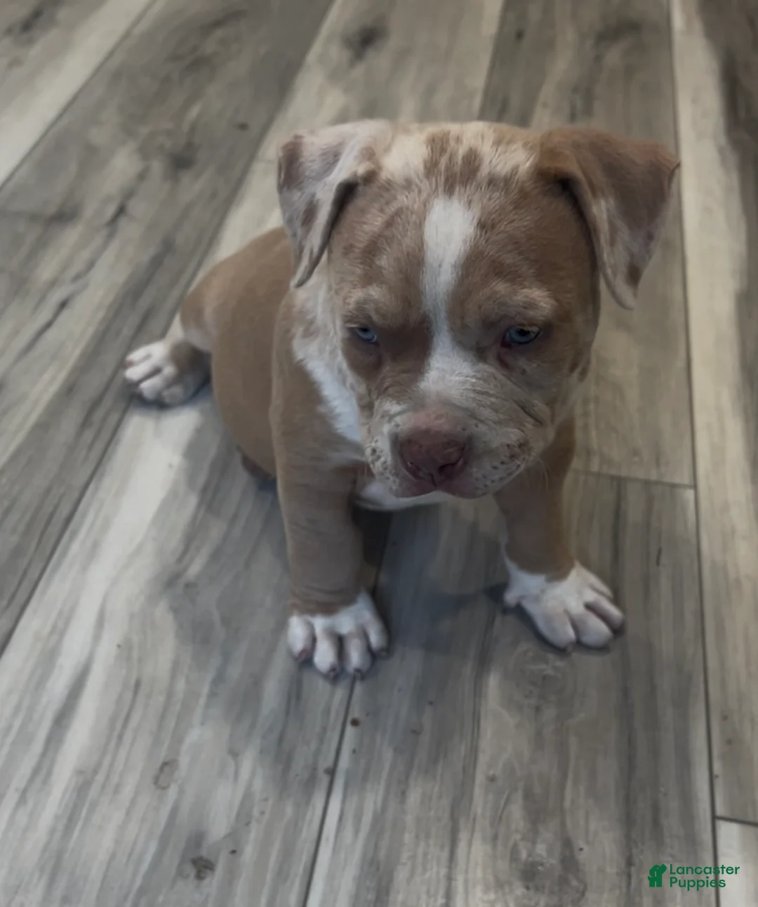 American Bully dogs for sale: Rocky - Ad 2