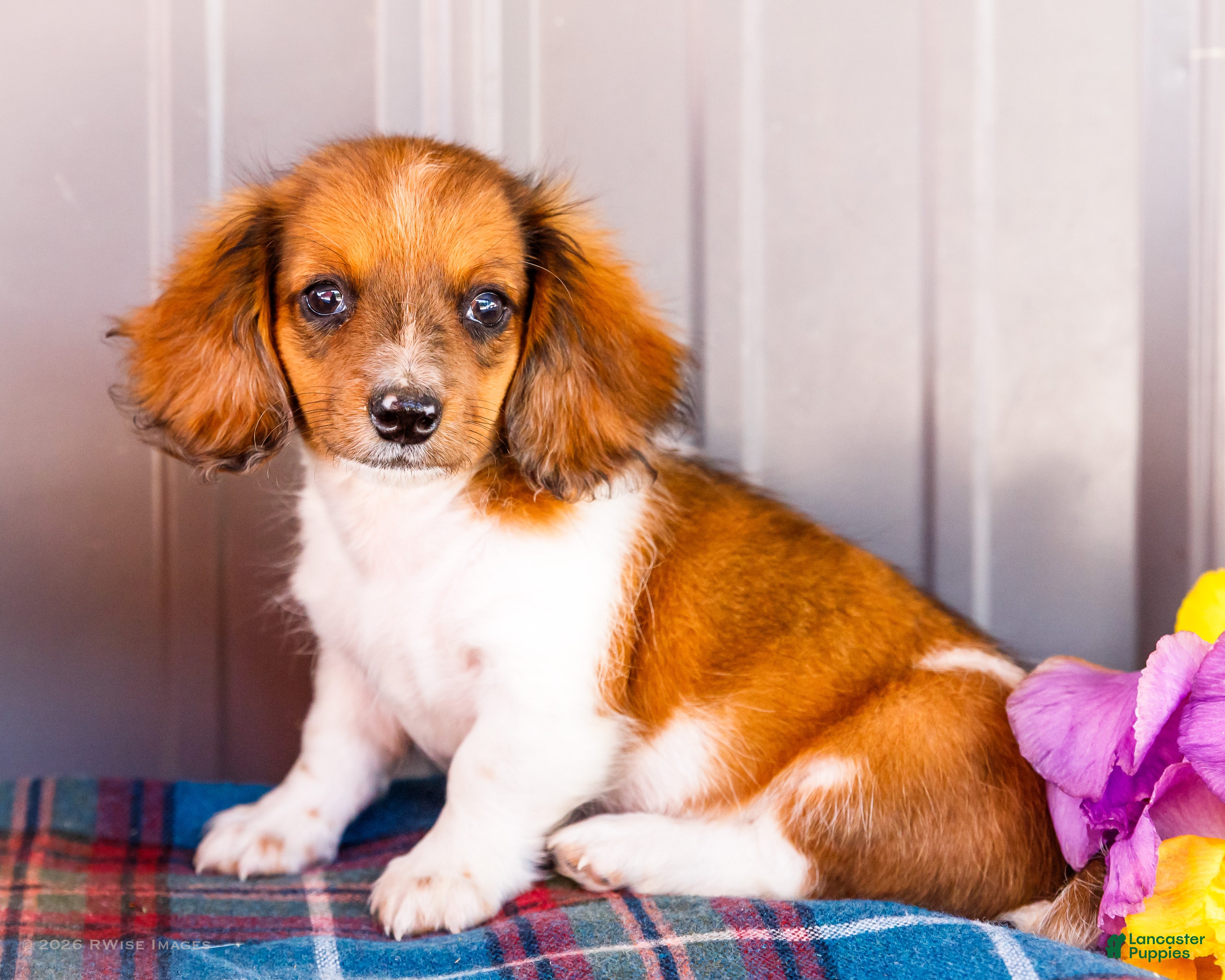 Miniature Dachshund dogs Brian - Ad 1