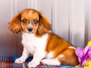 Miniature Dachshund dogs for sale: Brian - Ad 2