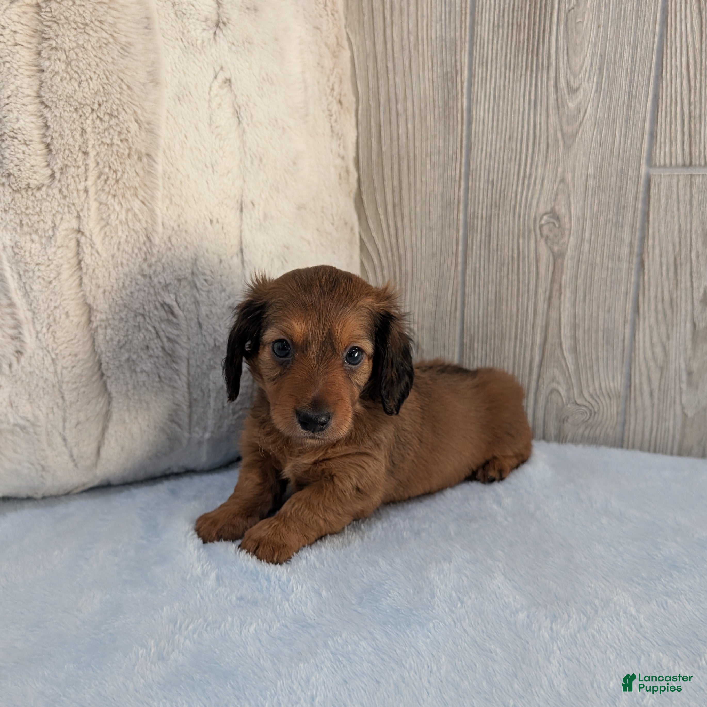 Miniature Dachshund dogs Silas - Ad 1