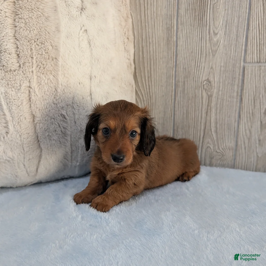 Miniature Dachshund dogs for sale: Silas - Ad 1