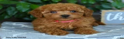 Maltipoo dogs for sale: Leona - Ad 3