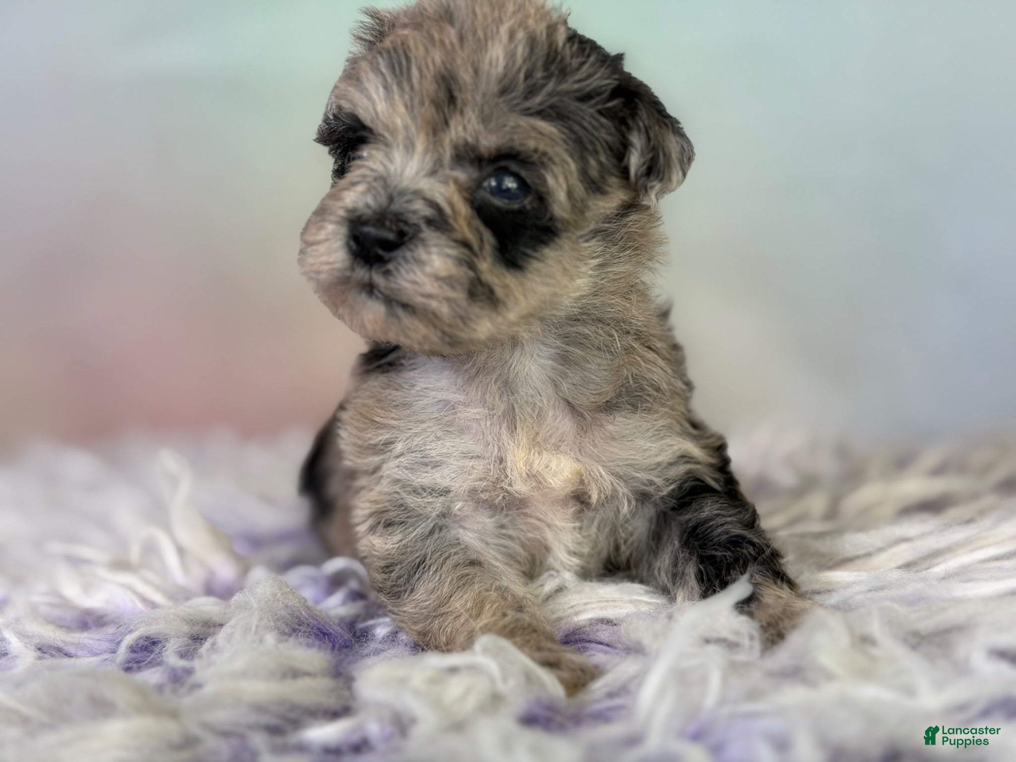 Schnoodle dogs Paxton - Ad 2