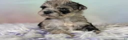 Schnoodle dogs for sale: Paxton - Ad 3