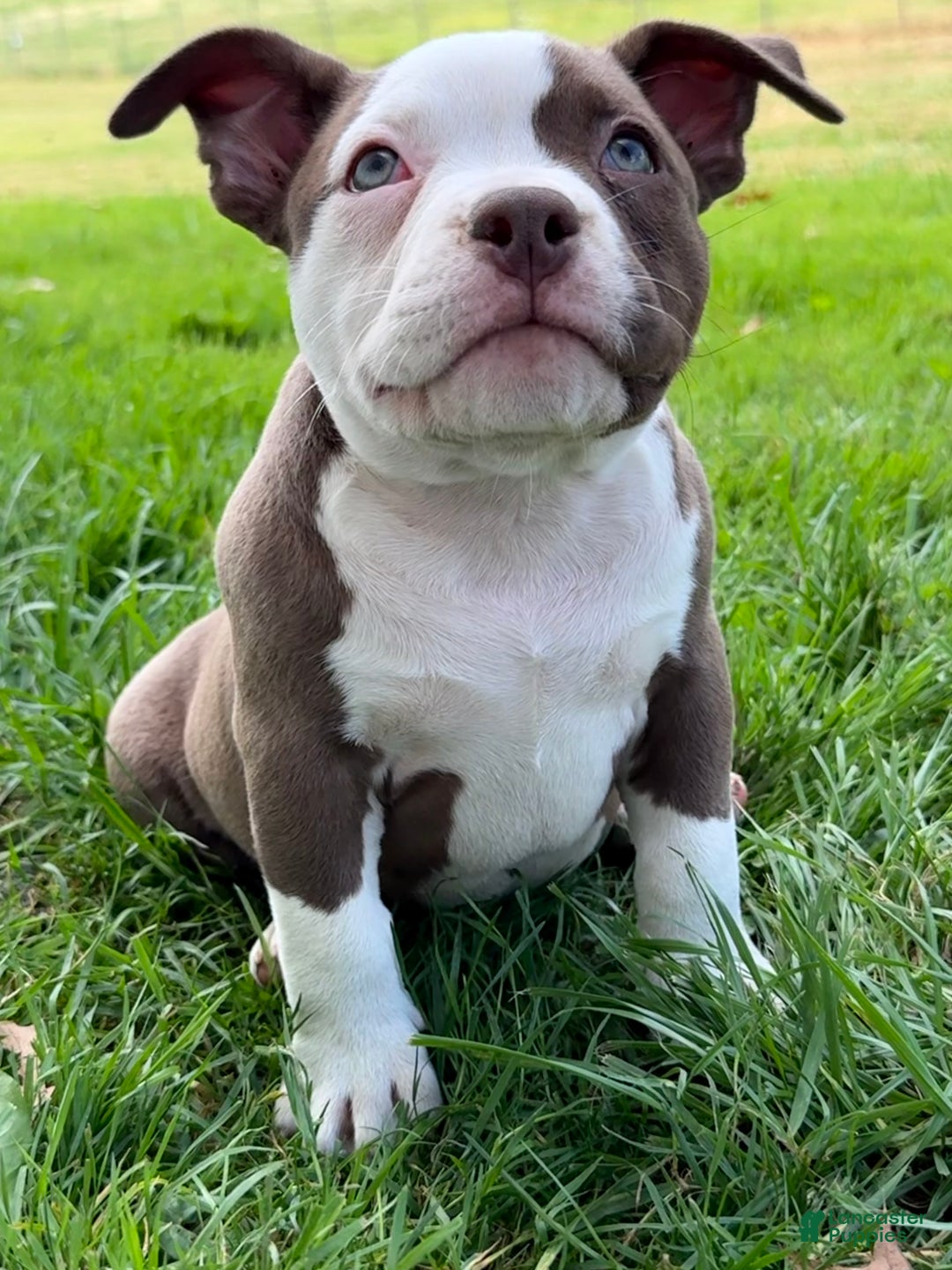 American Bully dogs for sale: Choco/White Female  - Ad 8