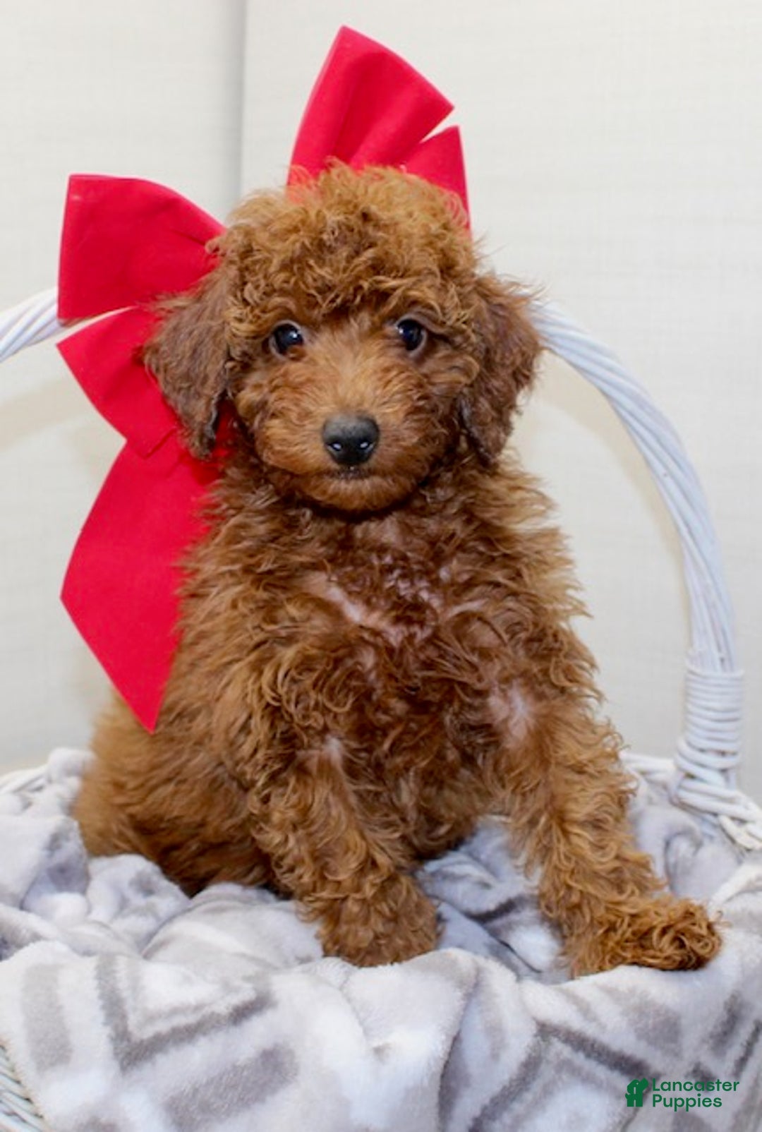 Miniature Poodle dogs for sale: Champ - Ad 4