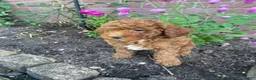 Miniature Poodle dogs for sale: Sadie - Ad 6