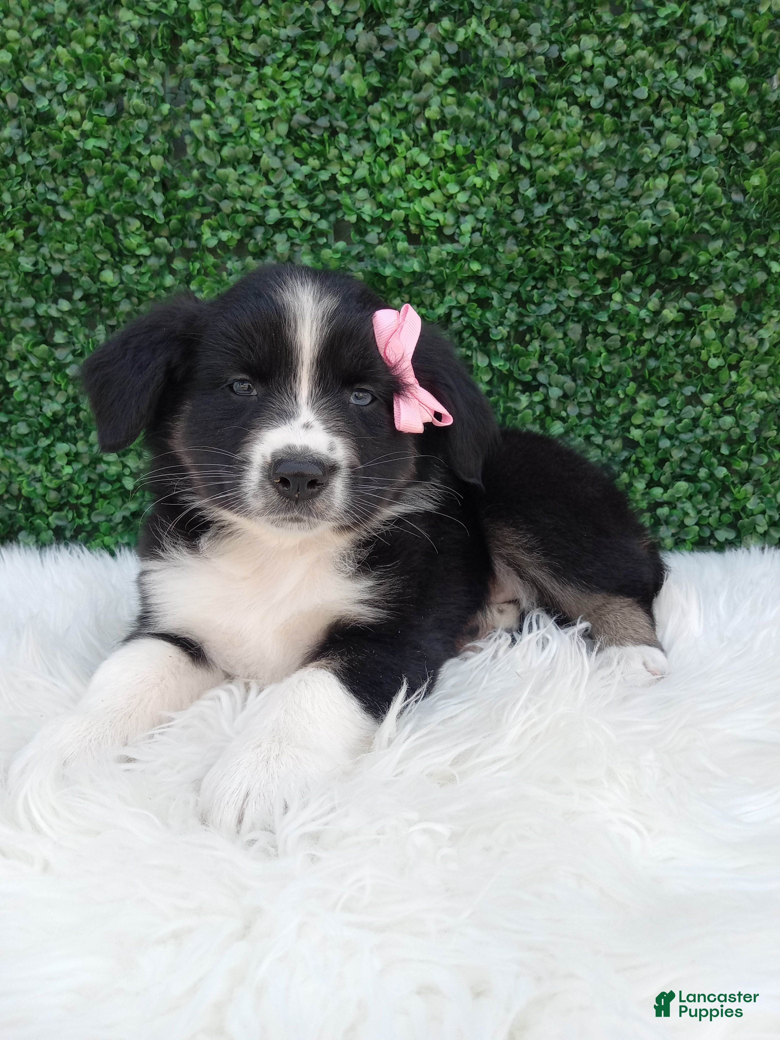Australian Shepherd dogs Bubbles - Ad 1