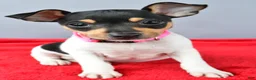Toy Fox Terrier dogs for sale: Dixie - Ad 4
