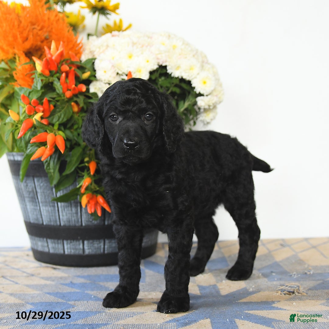 Standard Poodle dogs for sale: Tilly - Ad 3